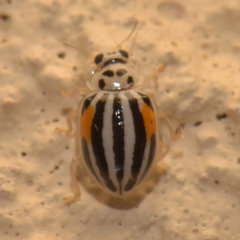 Psyllobora nigrovittata