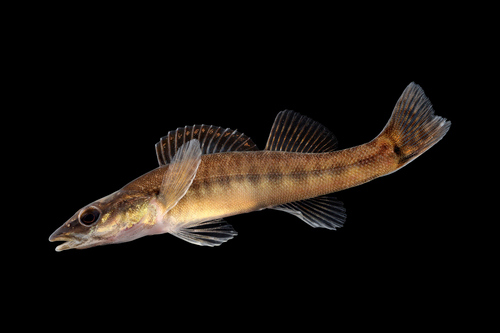 Percina oxyrhynchus