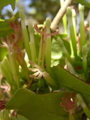 Tapinanthus pentagonia