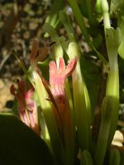 Tapinanthus pentagonia