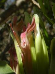 Tapinanthus pentagonia
