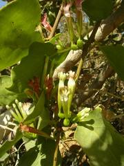 Tapinanthus pentagonia