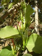 Tapinanthus pentagonia