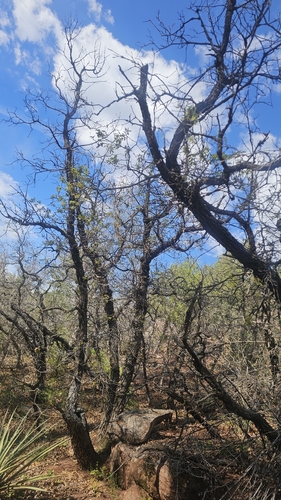 Gambel Oak (Quercus gambelii)