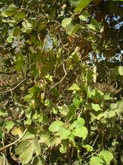 Tapinanthus pentagonia