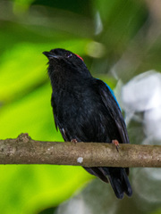 Chiroxiphia pareola