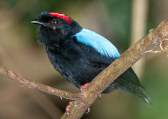 Chiroxiphia pareola