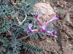 Astragalus tephrodes