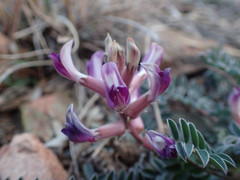 Astragalus tephrodes