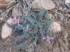 Astragalus tephrodes