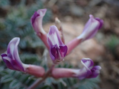 Astragalus tephrodes