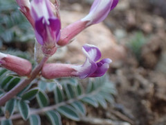 Astragalus tephrodes