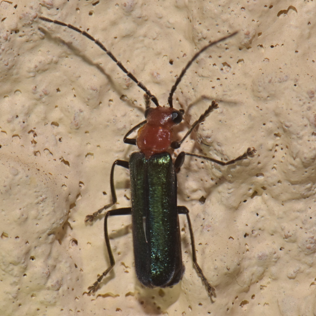 Tylocerus howdeni