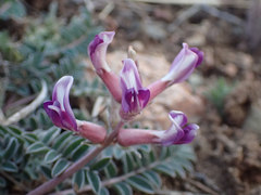 Astragalus tephrodes