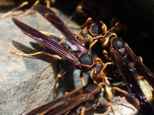 Comanche Paper Wasp