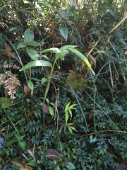 Polygonatum arisanense