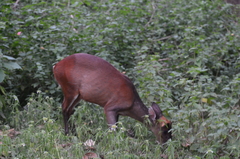 Muntiacus vaginalis