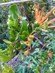 Tristerix corymbosus