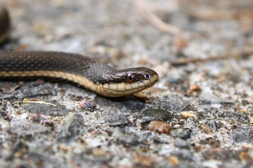 Queensnake