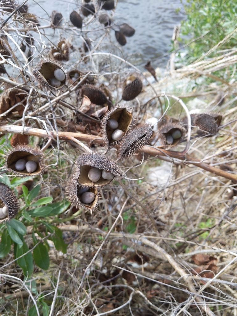 Nickernut Beanshell Nickernut from Brevard County, FL, USA on April 9, 2026 at 11:47 AM by ...