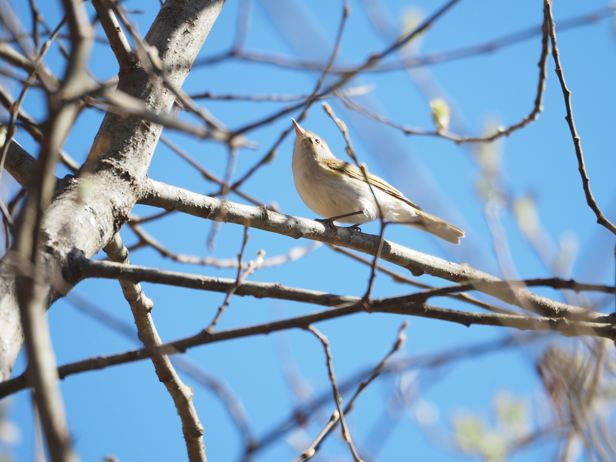 Western Bonelli's Warbler (Phylloscopus bonelli), photo 10