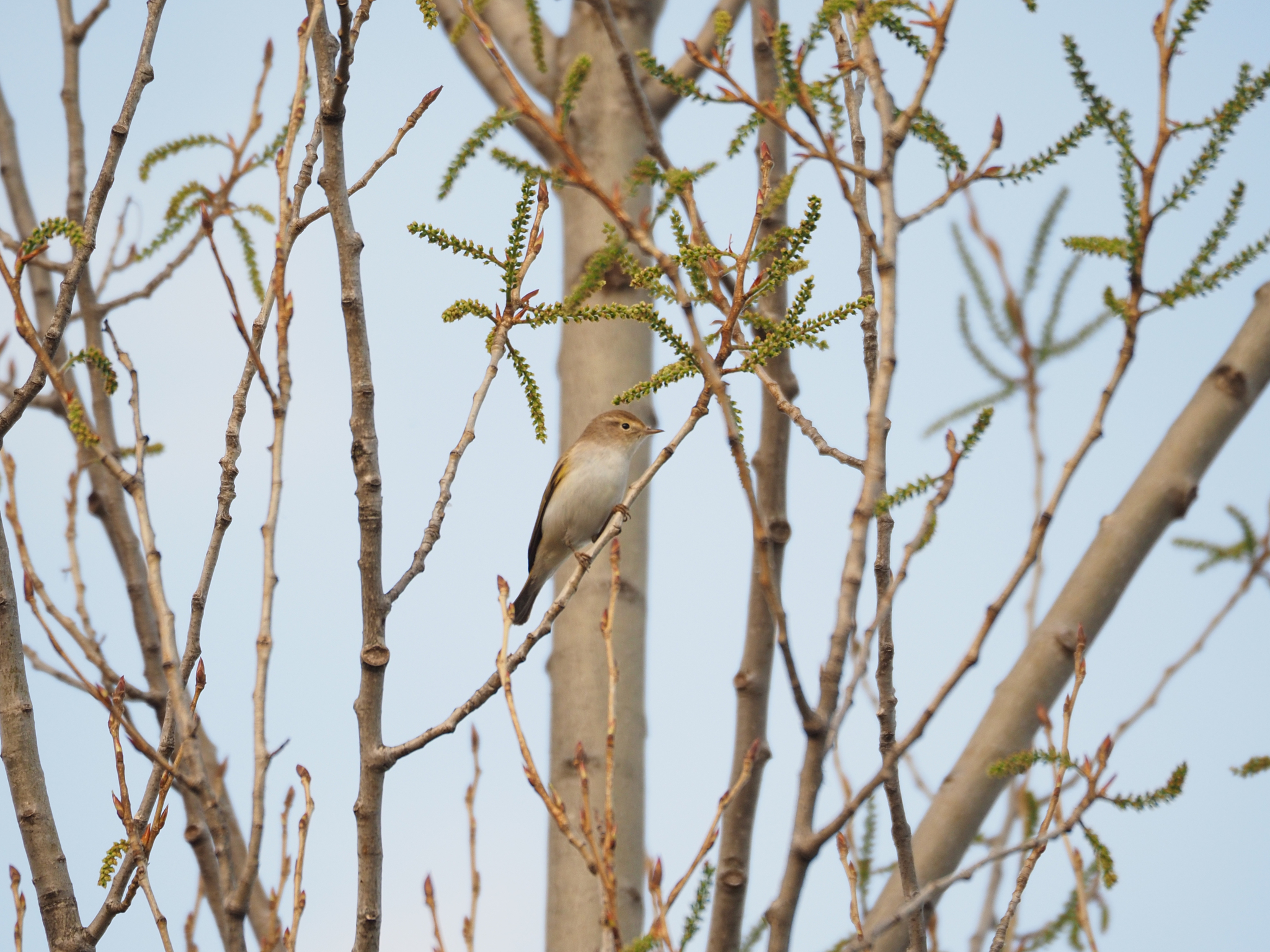 Western Bonelli's Warbler (Phylloscopus bonelli), photo 7