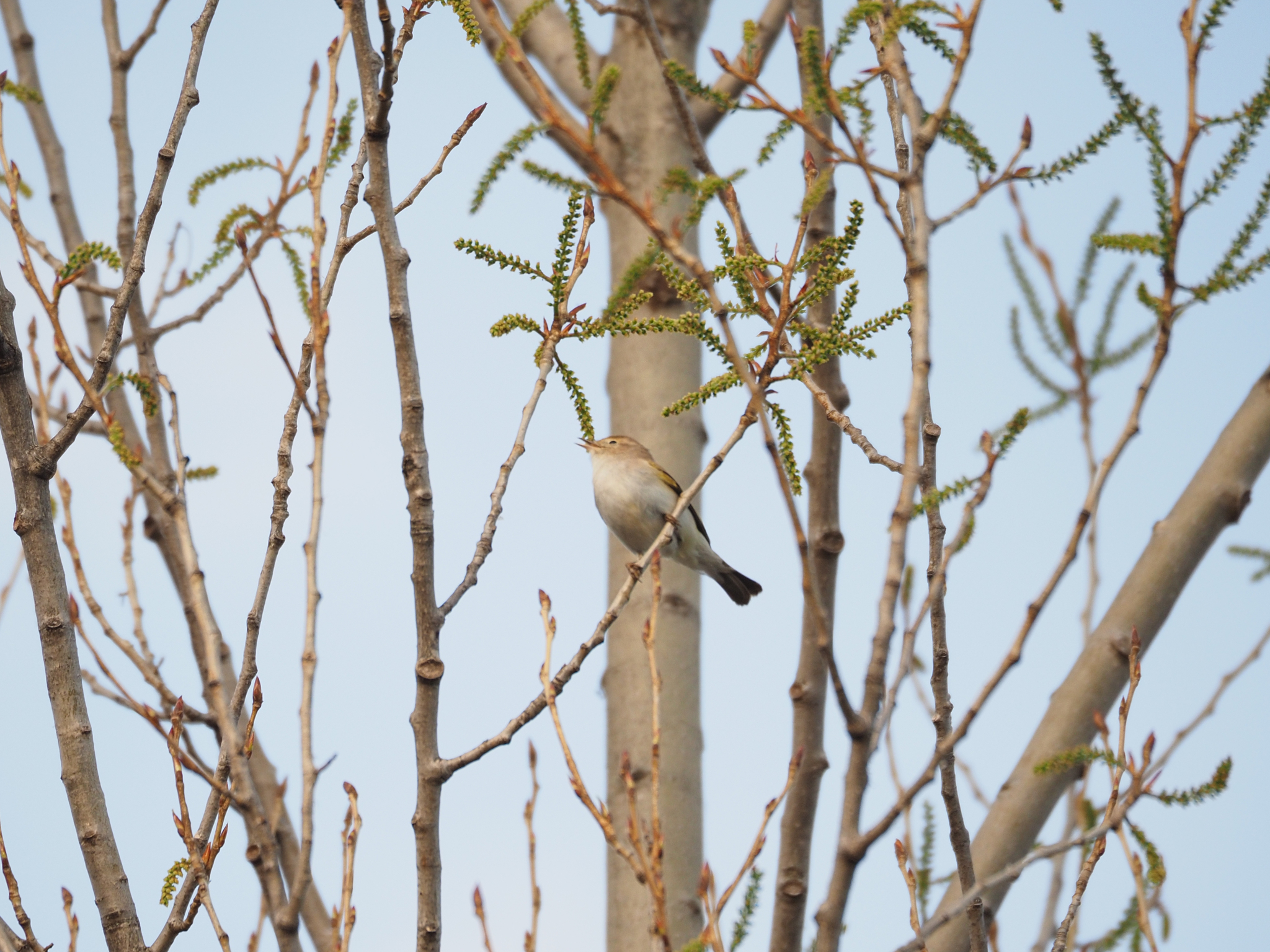Western Bonelli's Warbler (Phylloscopus bonelli), photo 8