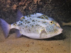 Blue Boxfish photo 5