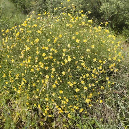 Avistamiento Genista umbellata