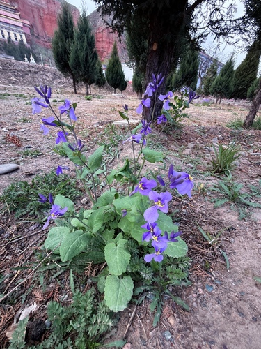 Chinese Violet Cress