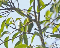 Yellow-Throated Hanging-Parrot photo 3