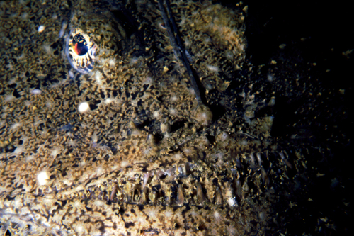 Lophius piscatorius