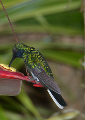 Campylopterus ensipennis