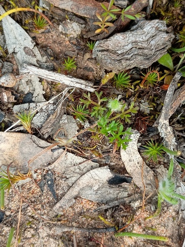 Daucus glochidiatus (Daucus glochidiatus)