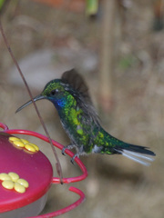 Campylopterus ensipennis