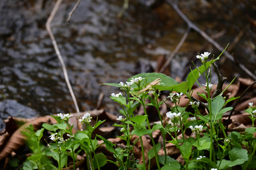 Cardamine dentipetala iNat (3)