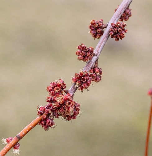 silver maple (Acer saccharinum)