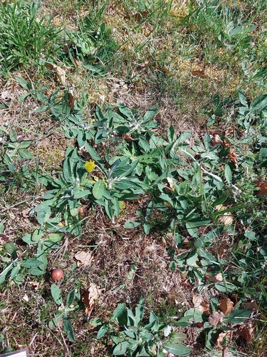 Pilosella peleteriana, 2026-04-09