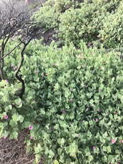 Anisodontea scabrosa