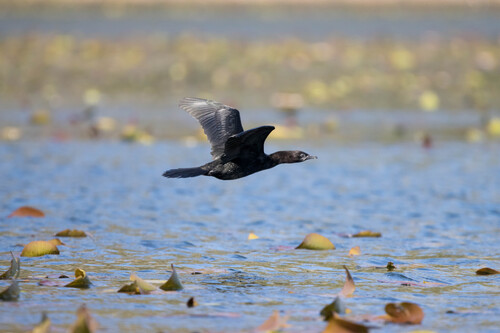Cormorán pigmeo (Microcarbo pygmaeus)