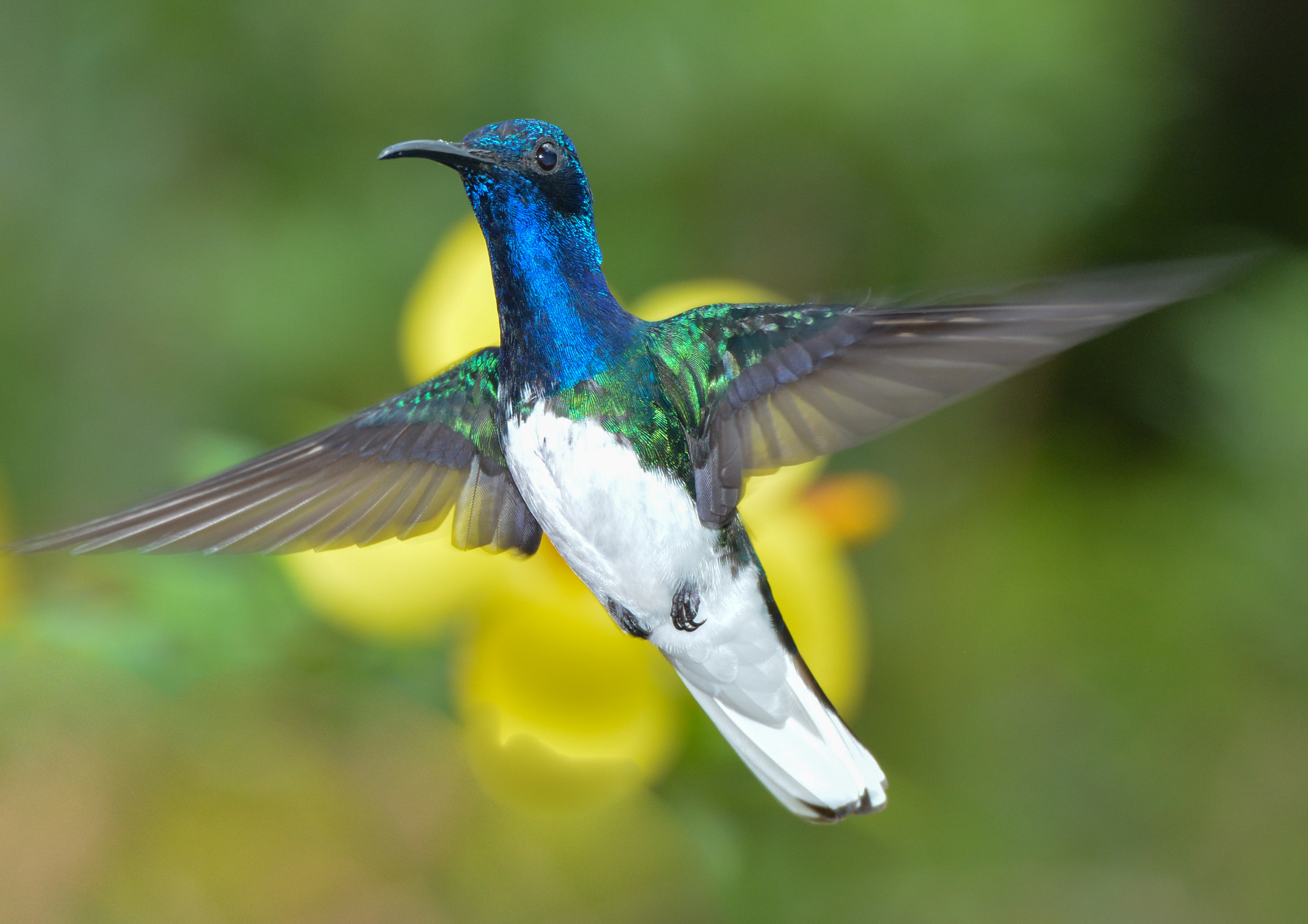 White-necked Jacobin illustration