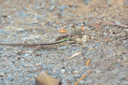 Giant Ameiva