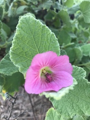Anisodontea scabrosa