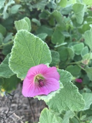 Anisodontea scabrosa