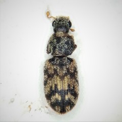 Synchita parvula