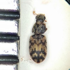 Synchita parvula