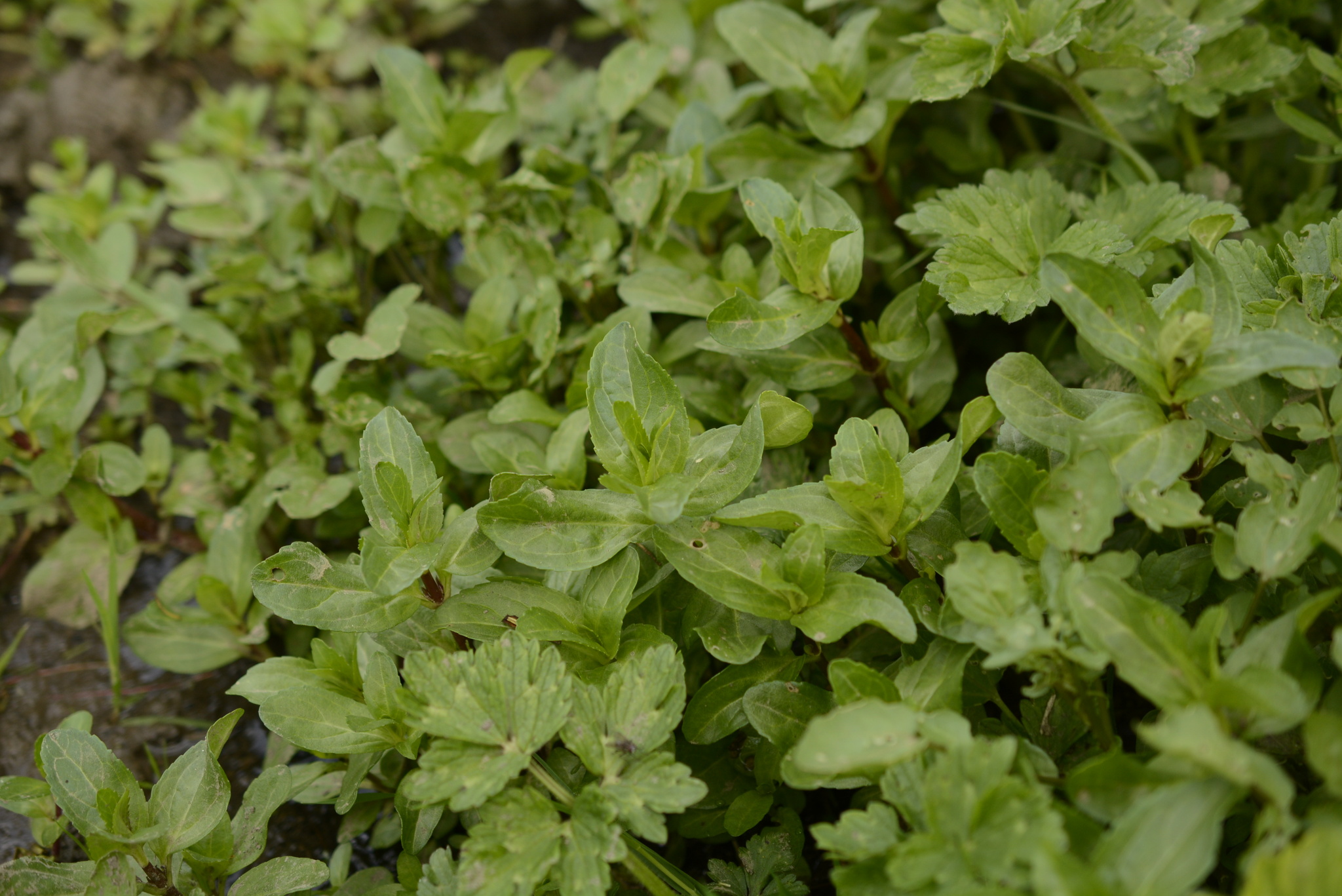 Brooklime (Veronica beccabunga)
