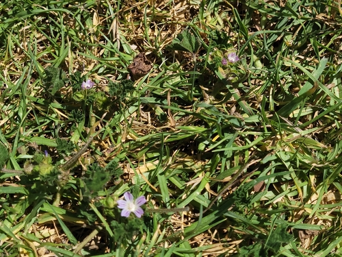bull mallow (Malva nicaeensis)