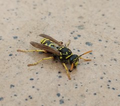 Polistes dominula