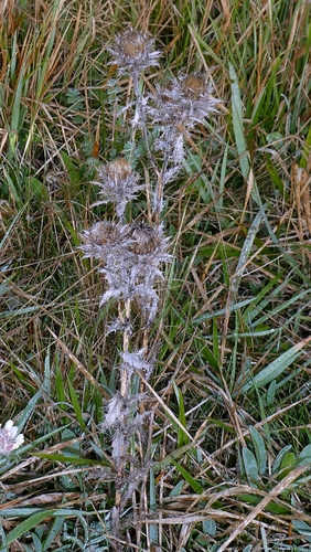Carline Thistle (Carlina vulgaris)